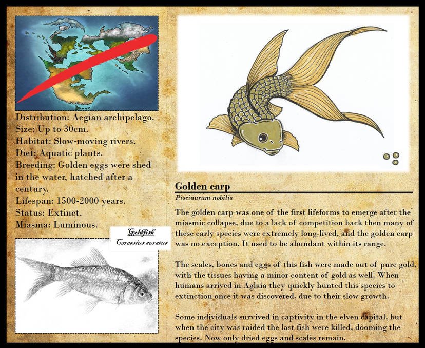 encyclopedia of aglaia golden carp by herofan135 dehgbb4 414w